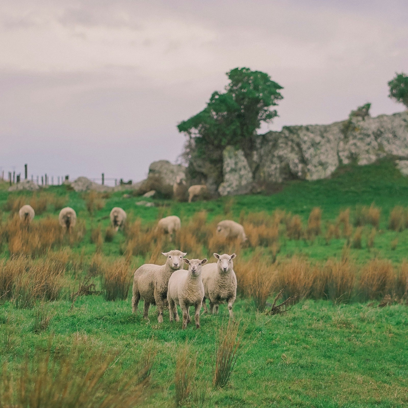 Gleiche Faser, unterschiedlicher Preis?