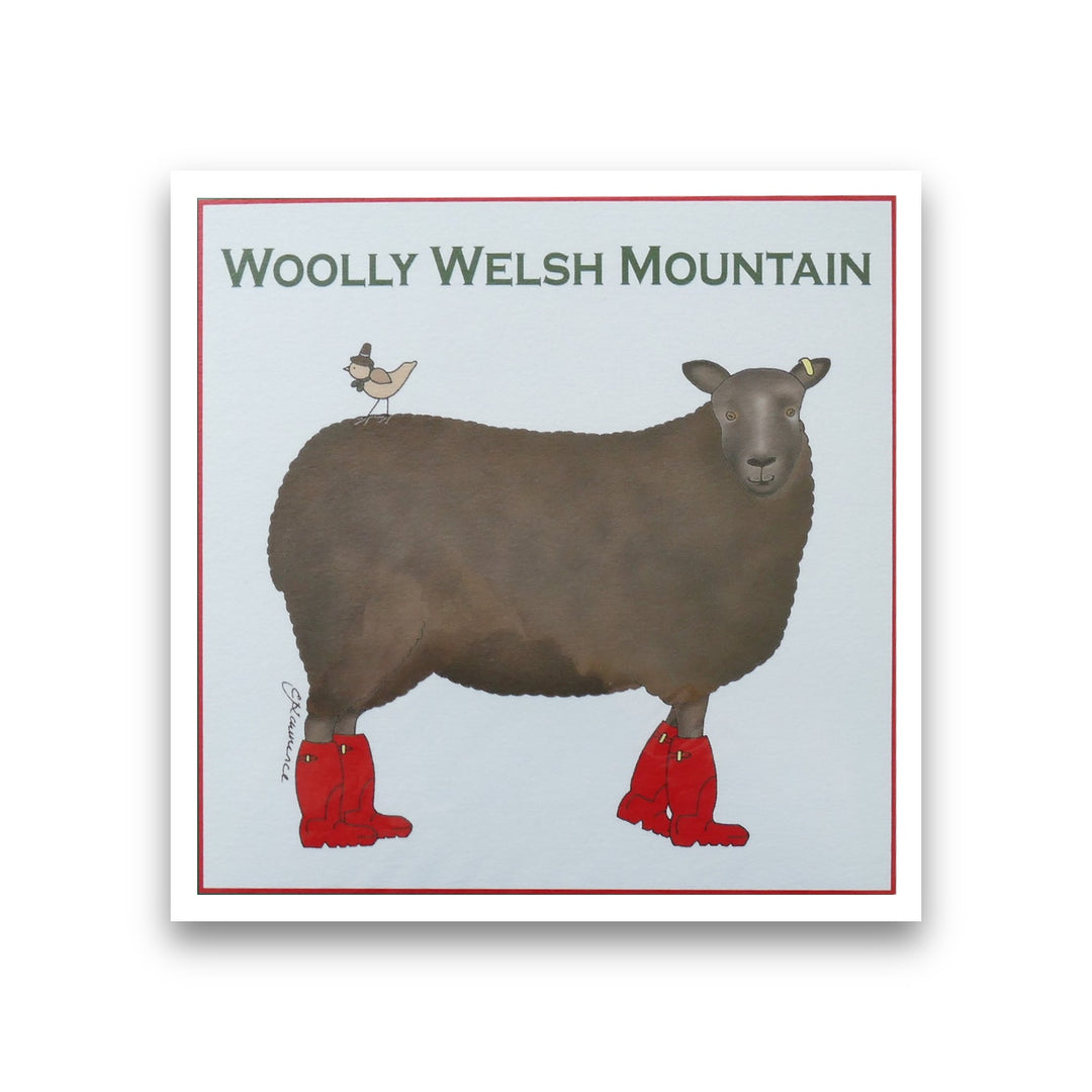 Woolly Welsh Mountain